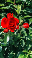 red garden roses, summer ecthetics of aromatic bloom