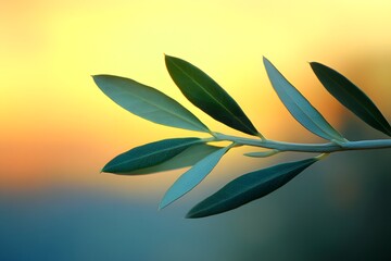 Olive branch against sunset