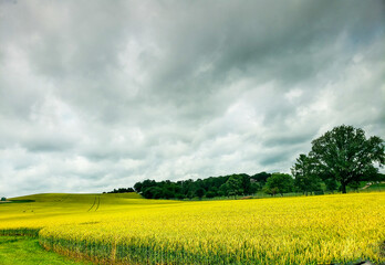 Rural Landscape in Late Spring, Holmes County, Ohio