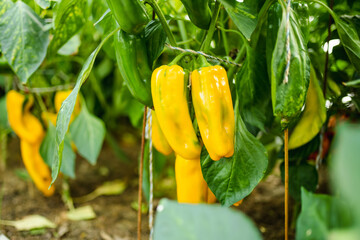 Cultivating bell peppers in a greenhouse on summer day. Growing own fruits and vegetables in a...
