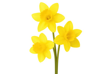 Obraz premium Bright yellow daffodils representing renewal, blossoming against transparent backdrop for seamless graphic design integration