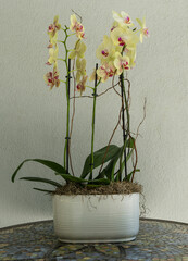 Beautiful orchids in a pot on a mosaic top table