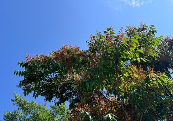 Ailanthus altissima, also known as the tree of heaven, with lush green leaves and reddish samaras...