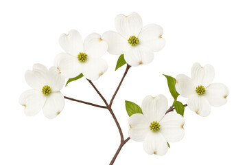 Obraz premium Blossoming dogwood branch with delicate white petals, isolated against transparent backdrop