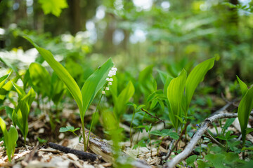 A delicate lily of the valley blooms on the forest floor, surrounded by lush green leaves and...