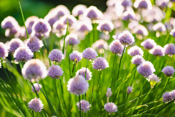 Close up of beautiful purple chives flowers blossoming in a garden. Blooming garlic flowers in soft evening light.