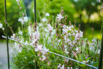 Tender white Gaura lindheimeri flowers blossoming on flower bed on sunny summer day.