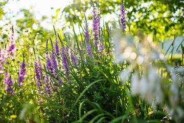 Purple loosestrife flowers blossoming in the garden on sunny summer day. Lythrum tomentosum or...