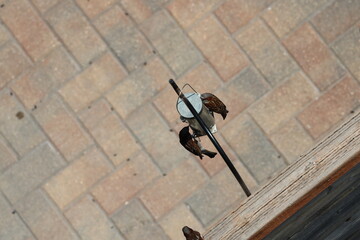 pair of small songbirds perched on hanging bird feeder above paved patio (overhead-view, close-up)