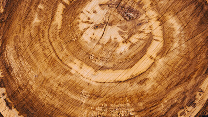 Round wooden cut of tree with bark texture and visible growth rings. Tree cut background. Top view, Banner
