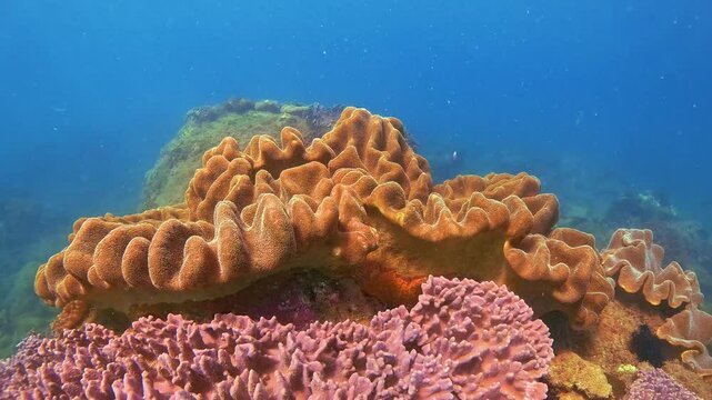 This underwater exploration reveals vibrant orange and pink soft corals growing in National Park. Explore the beauty of marine life in Vietnam