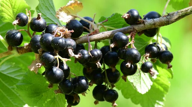 black currants at its bush in a soft summer breeze, closeup