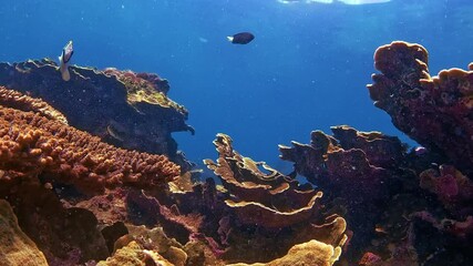 Animals of the underwater sea world. Ecosystem. Colorful tropical fish. Life in the coral reef