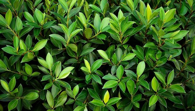 dense foliage of syzygium cumini leaves and branches foliage leafy greens greenery