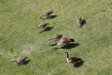gaggle of geese and goslings grazing on grass in summer sunshine (overhead-view, Canada-geese)