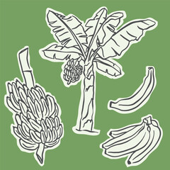 Set of doodle illustrations of banana, bunch and banana plant © Natalia