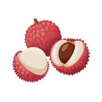 Fresh lychees fruit illustration isolated on white