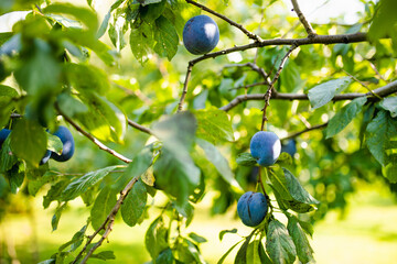 Purple plums on a tree branch in the orchard. Harvesting ripe fruits on autumn day. Growing own...