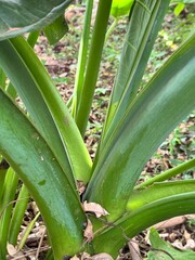 Obraz premium aloe vera plant