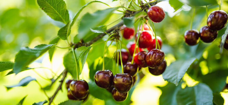 Ripening cherry fruits hanging on a cherry tree branch. Harvesting berries in cherry orchard on summer day.