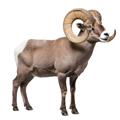 Obraz premium Full body shot of a bighorn sheep standing, isolated on transparent background