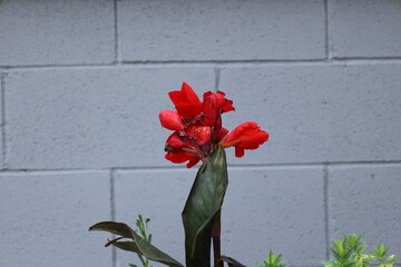 burst of bright red blossoms above dark-green leaves against gray (grey) concrete block wall