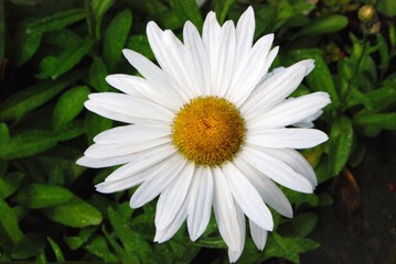 Margherita bianca con centro giallo spicca tra foglie verdi.
