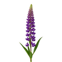 Fototapeta premium purple orchid flower with green leaves on white background 