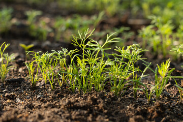 Fresh green seedlings dill sprouting in garden soil in garden.