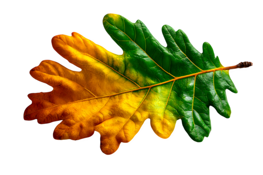 Oak leaf with jagged edges and visible veins, autumn tone gradient from green to gold, laid flat on white background, isolated to transparent background