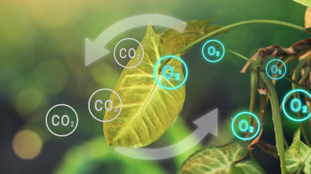 Photosynthesis of plant producing oxygen from carbon dioxide. Plant leaf with overlay animation Of Oxygen and Carbon dioxide icons
