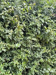 green leaves background