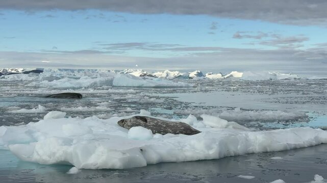 A Weddell seal is resting comfortably on an iceberg amid the tranquil waters of Antarctica