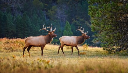 Fototapeta premium two spike elk wander along the edge of field in cataloochee