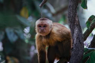 Curious Capuchin Monkey in Natural Rainforest Habitat, Colombia. A close-up photograph of a monkey perched on a tree branch. The monkey's expressive face are captured in sharp detail. © Sara_photo