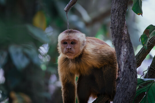 Curious Capuchin Monkey in Natural Rainforest Habitat, Colombia. A close-up photograph of a monkey perched on a tree branch. The monkey's expressive face are captured in sharp detail.