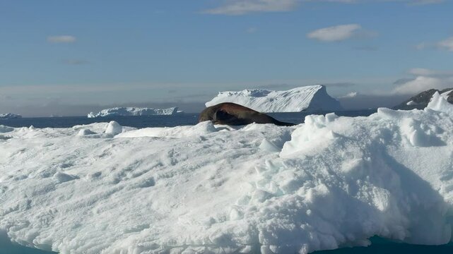 A seal is resting comfortably on an iceberg amid the tranquil waters of Antarctica