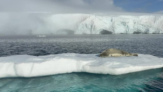 A crabeater seal is resting comfortably on an iceberg amid the tranquil waters of Antarctica