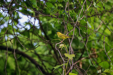 yellow warbler bird on a branch