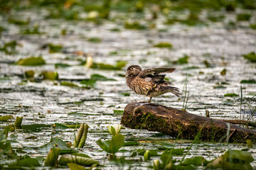 Wood duck in the pond