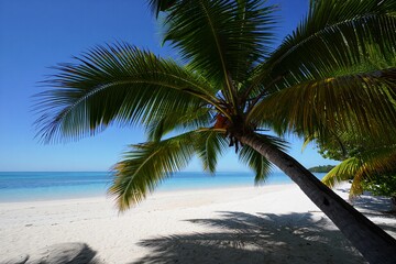 Tropical Palm Tree on White Sandy Beach free beach background Ocean