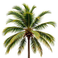 Fototapeta premium Lush Green Palm Tree with Vibrant Fronds Isolated on White Background for Tropical Aesthetic and Decor