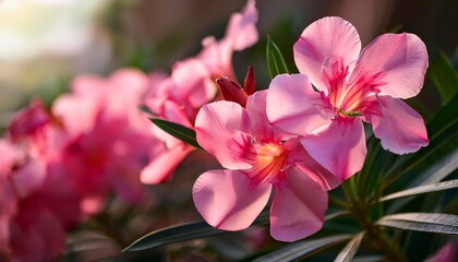 close up of blooming pink oleander flowers