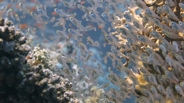 Explore the enchanting underwater world where a mesmerizing school of glass fish glides gracefully over vibrant coral reefs, showcasing their delicate beauty in the warm waters of the Red Sea.