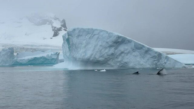 Experience the majestic sight of a whale surfacing gracefully in the icy waters of the ocean