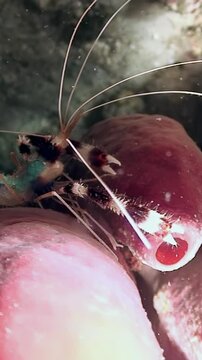 Observe the unique activity of the boxer shrimp, Stenopus hispidus, as it interacts with its surroundings in a vibrant marine environment.