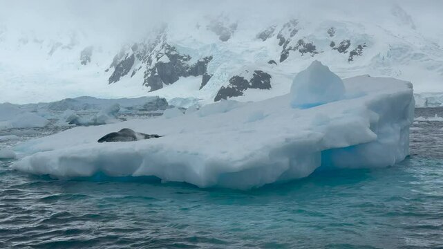 A seal is resting comfortably on an iceberg amid the tranquil waters of Antarctica