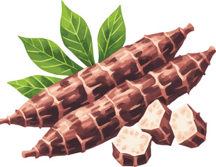 Vector watercolor illustrated cassava