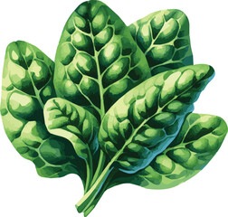 Obraz premium Vector watercolor painted illustration of a spinach