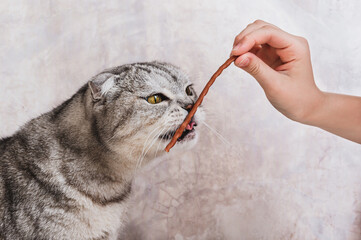 Hand gives a gray cat a stick treat